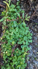 Cochlearia danica