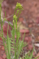 Crepis acuminata
