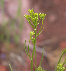 Crepis acuminata