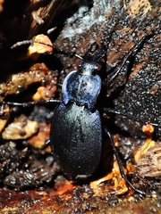 Carabus amplipennis