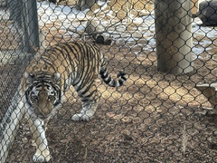 Panthera tigris