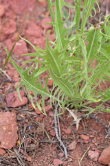 Crepis acuminata