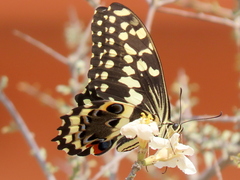 Papilio demodocus demodocus