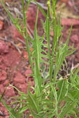 Crepis acuminata