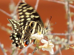 Papilio demodocus demodocus