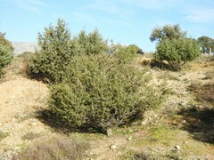 Juniperus oxycedrus
