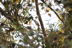 Melanerpes