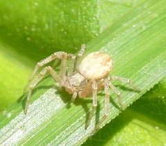 Philodromus rufus