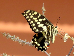 Papilio demodocus demodocus
