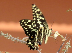Papilio demodocus demodocus