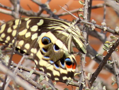 Papilio demodocus demodocus