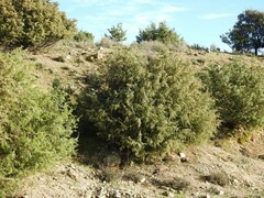 Juniperus oxycedrus