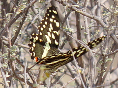 Papilio demodocus demodocus