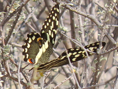 Papilio demodocus demodocus