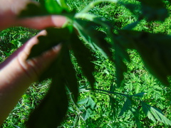 Sambucus ebulus