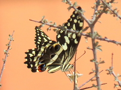 Papilio demodocus demodocus