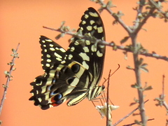 Papilio demodocus demodocus