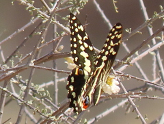 Papilio demodocus demodocus
