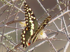 Papilio demodocus demodocus