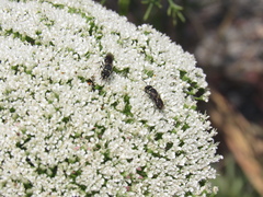 Hylaeus punctatus