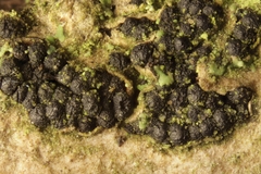 Cucurbitaria berberidis