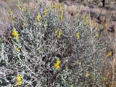 Anthyllis cytisoides