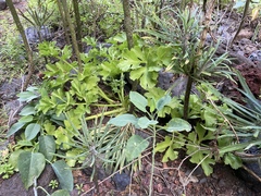 Astydamia latifolia