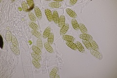 Cucurbitaria berberidis