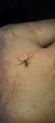Diaea ambara