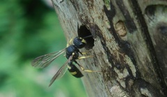 Cerceris rybyensis