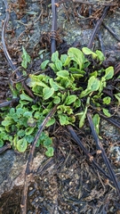 Beta vulgaris