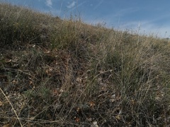 Cleistogenes serotina