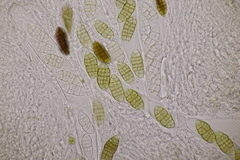 Cucurbitaria berberidis