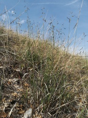 Cleistogenes serotina