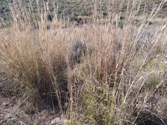 Macrochloa tenacissima