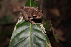 Polypedates macrotis