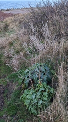 Brassica oleracea