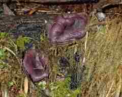 Ascocoryne cylichnium