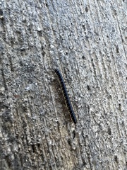 Asiomorpha coarctata