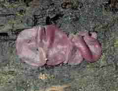 Ascocoryne cylichnium