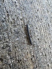 Asiomorpha coarctata