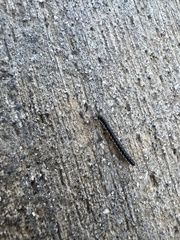 Asiomorpha coarctata