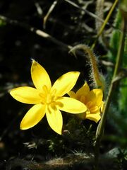Hypoxis floccosa