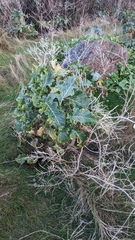 Brassica oleracea