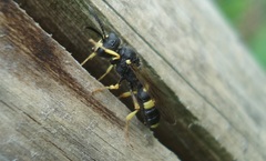 Cerceris rybyensis