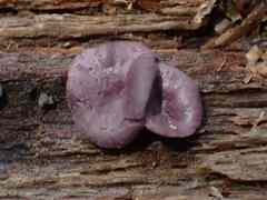 Ascocoryne cylichnium