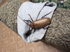 Agrianome spinicollis