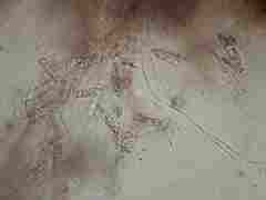 Ascocoryne cylichnium