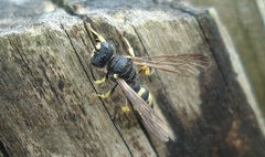 Cerceris rybyensis