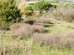 Rumex induratus